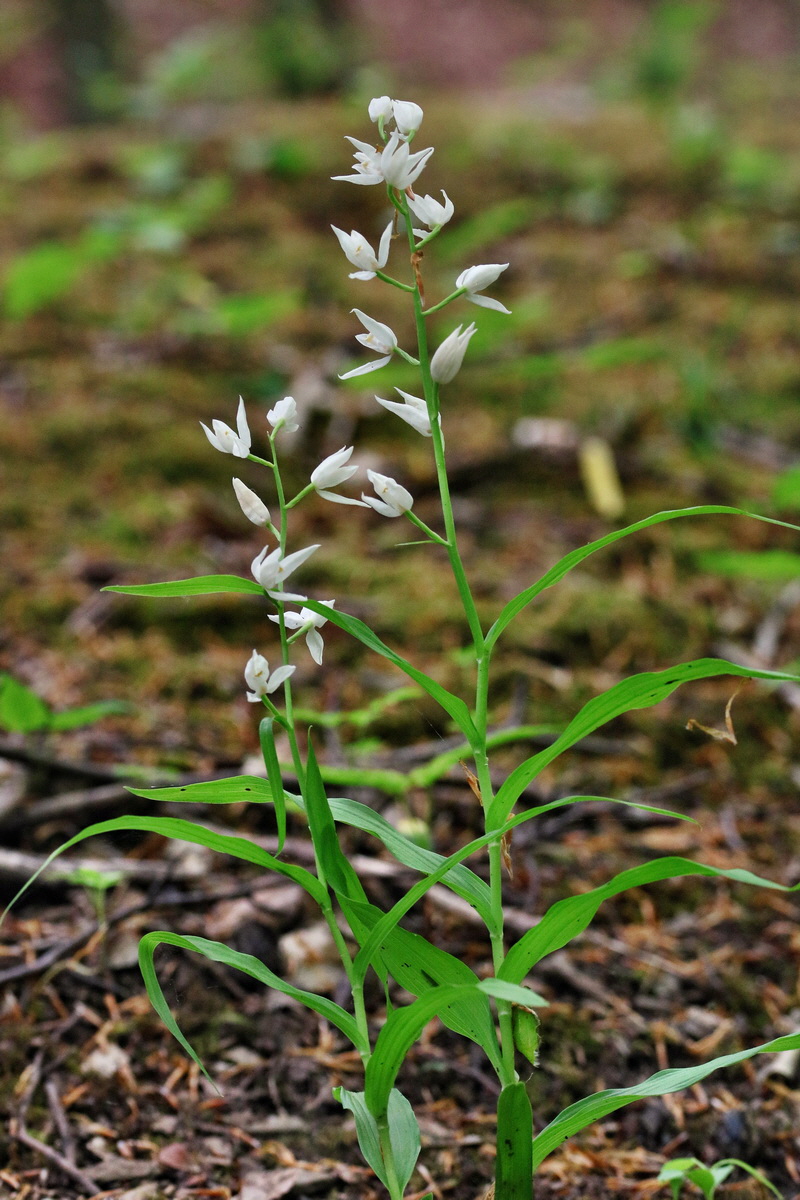 RNA_2017_05_18_5650p_Bildgr��e �ndern