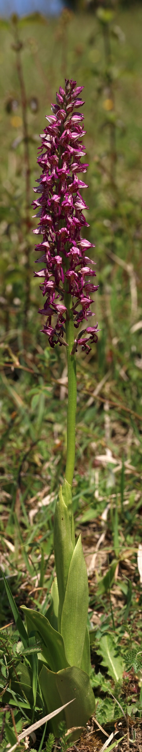 [Group 2]-RNA_2017_05_18_5392_RNA_2017_05_18_5407-16 images_Bildgr��e �ndern