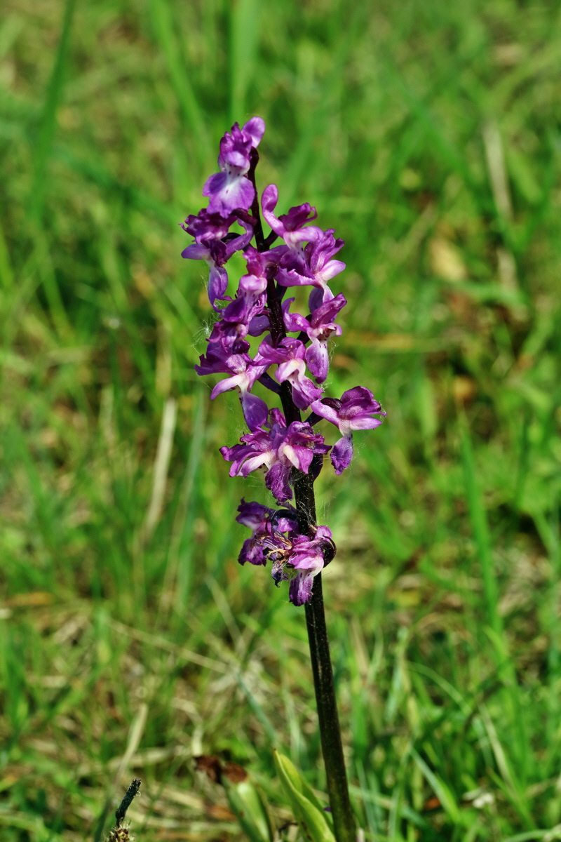 RNA_2017_05_18_5267p_Bildgr��e �ndern