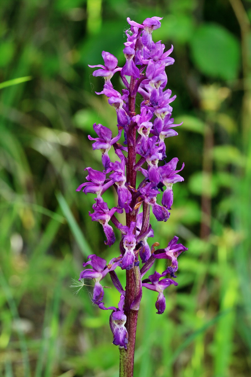 RNA_2017_05_18_5270p_Bildgr��e �ndern