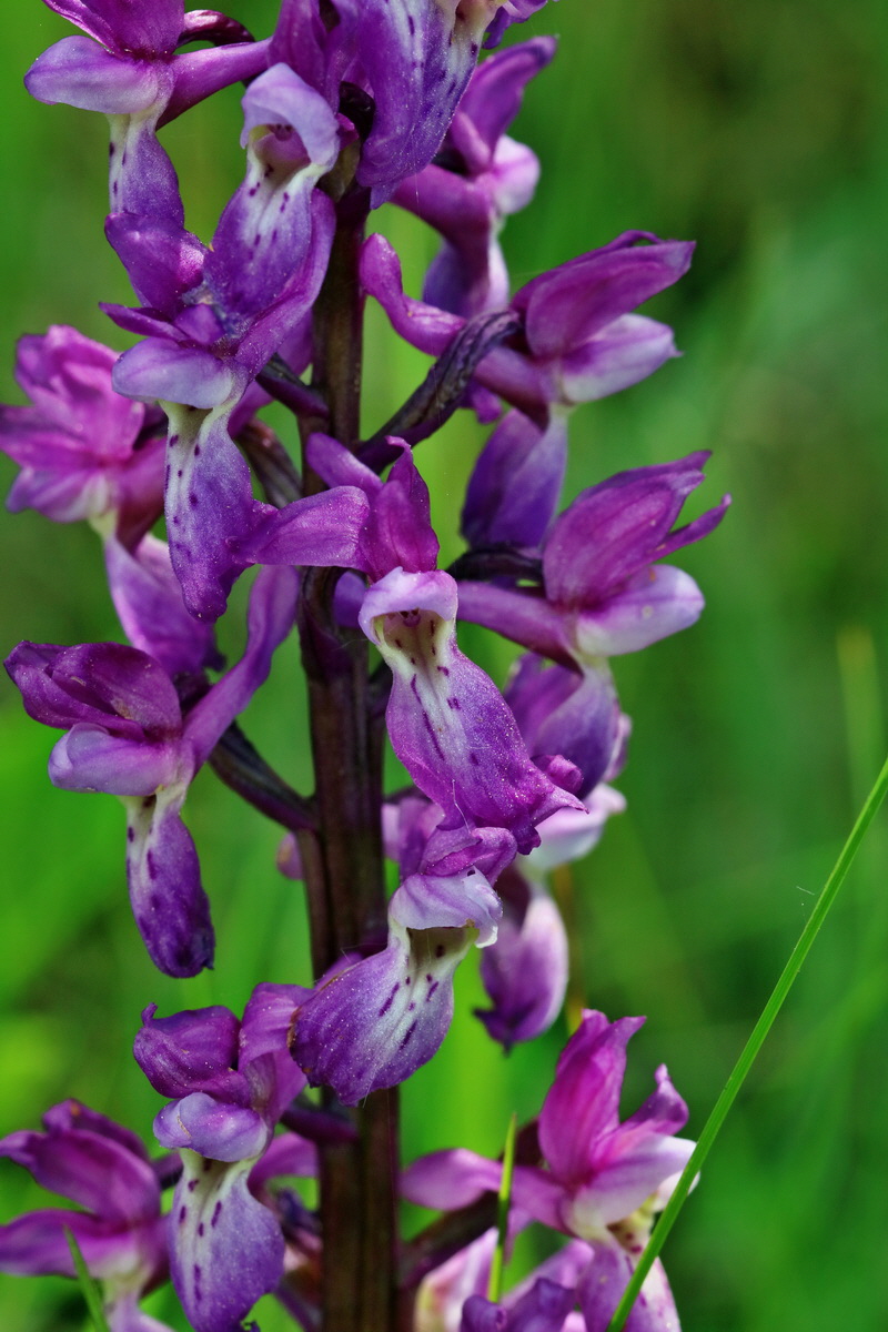 RNA_2017_05_18_5273p_Bildgr��e �ndern