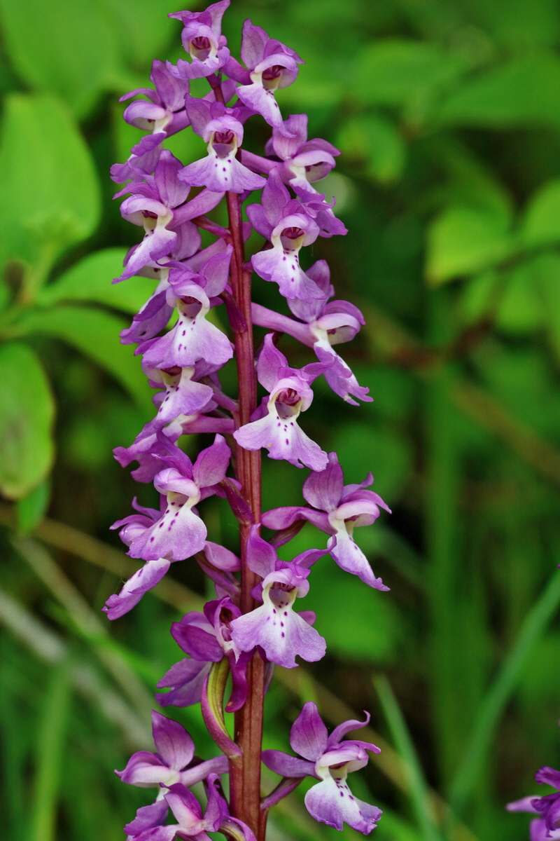 RNA_2017_05_18_5276p_Bildgr��e �ndern