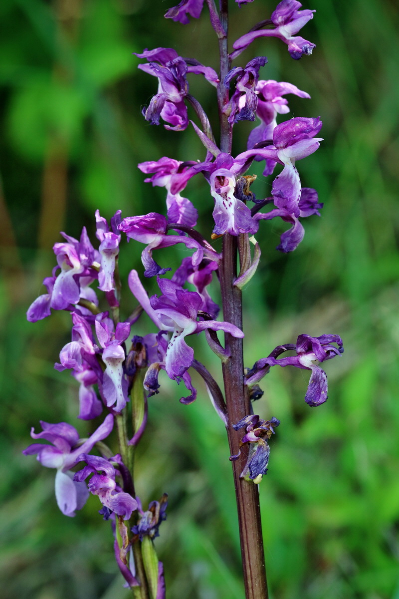 RNA_2017_05_18_5280p_Bildgr��e �ndern