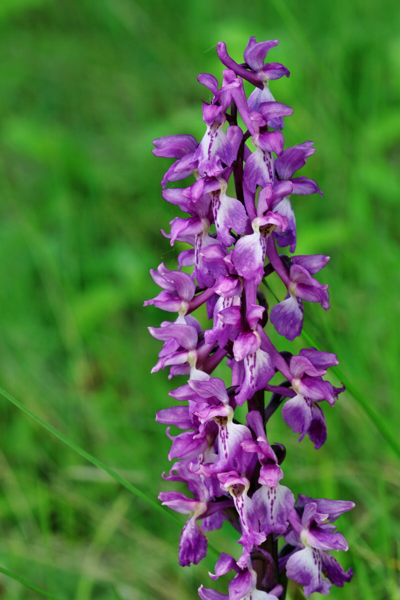 RNA_2017_05_18_5283p_Bildgr��e �ndern