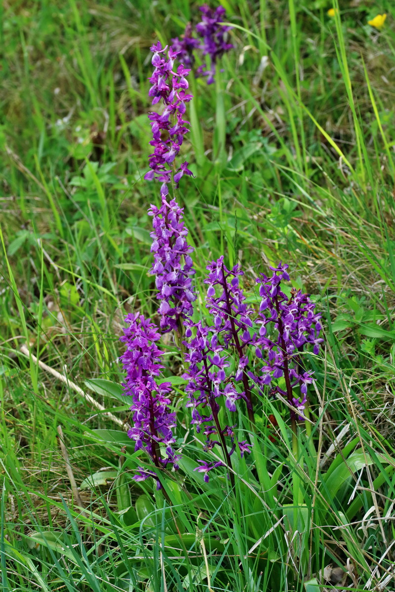 RNA_2017_05_18_5290p_Bildgr��e �ndern