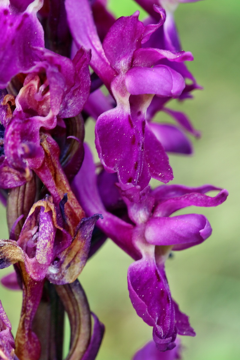 RNA_2017_05_18_5298p_Bildgr��e �ndern