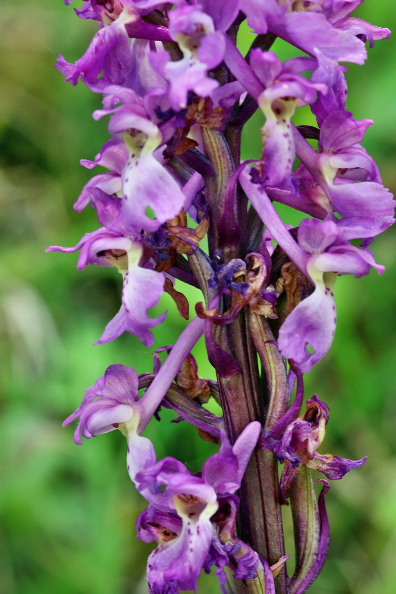 RNA_2017_05_18_5302p_Bildgr��e �ndern