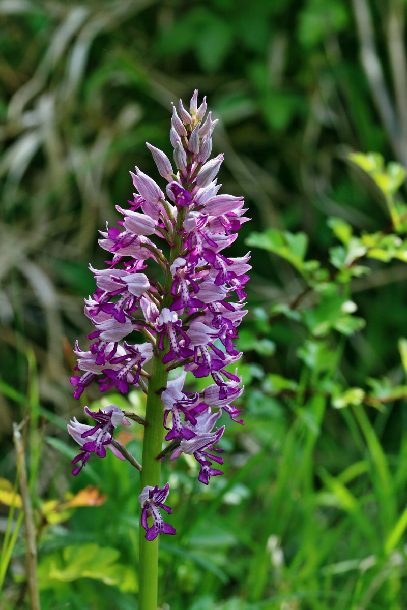 RNA_2017_05_18_5323p_Bildgr��e �ndern