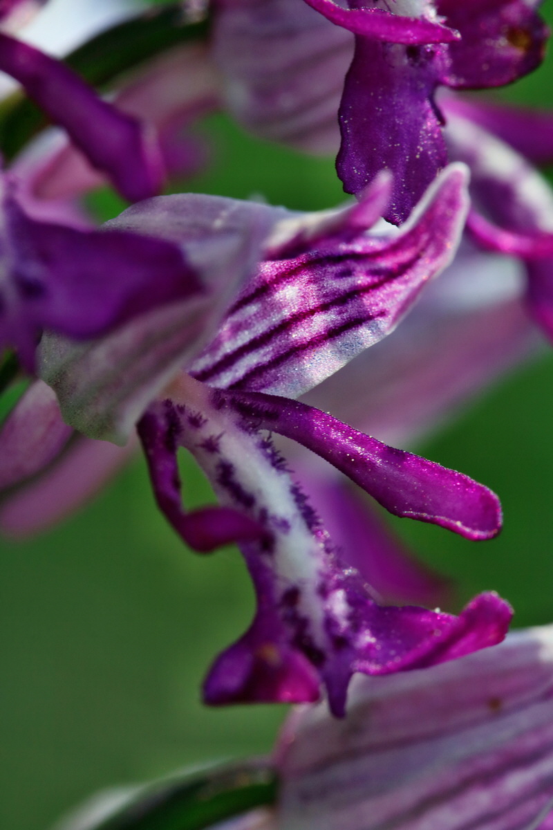 RNA_2017_05_18_5329p_Bildgr��e �ndern