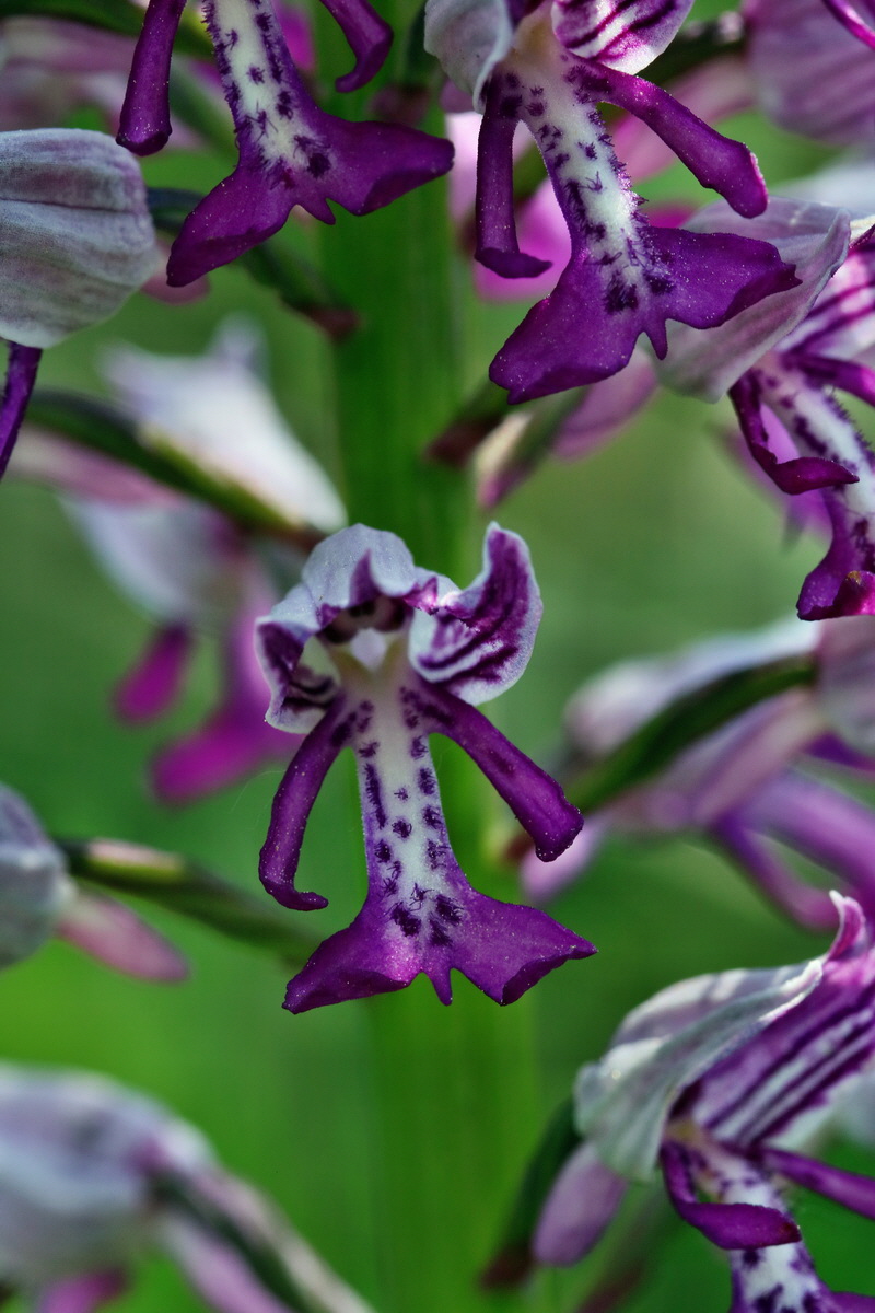 RNA_2017_05_18_5331p_Bildgr��e �ndern