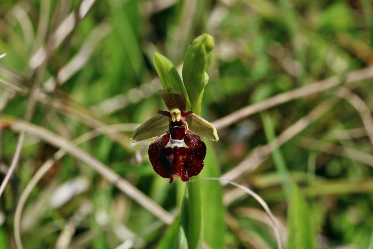 RNA_2017_05_18_5338p_Bildgr��e �ndern