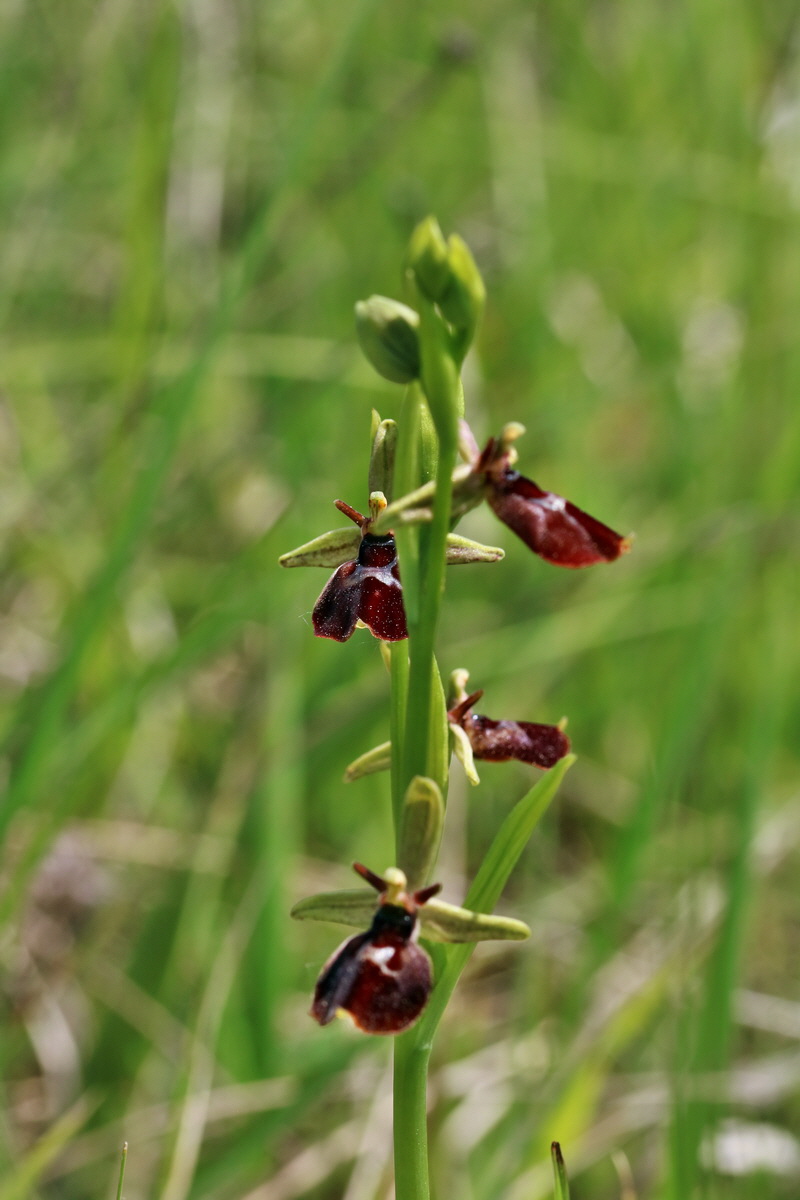 RNA_2017_05_18_5351p_Bildgr��e �ndern