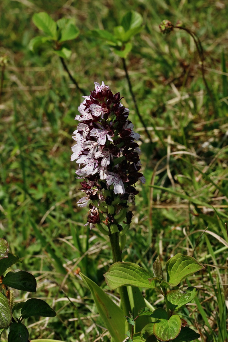 RNA_2017_05_18_5386p_Bildgr��e �ndern