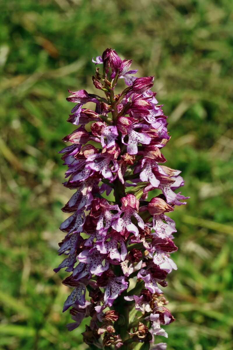 RNA_2017_05_18_5390p_Bildgr��e �ndern