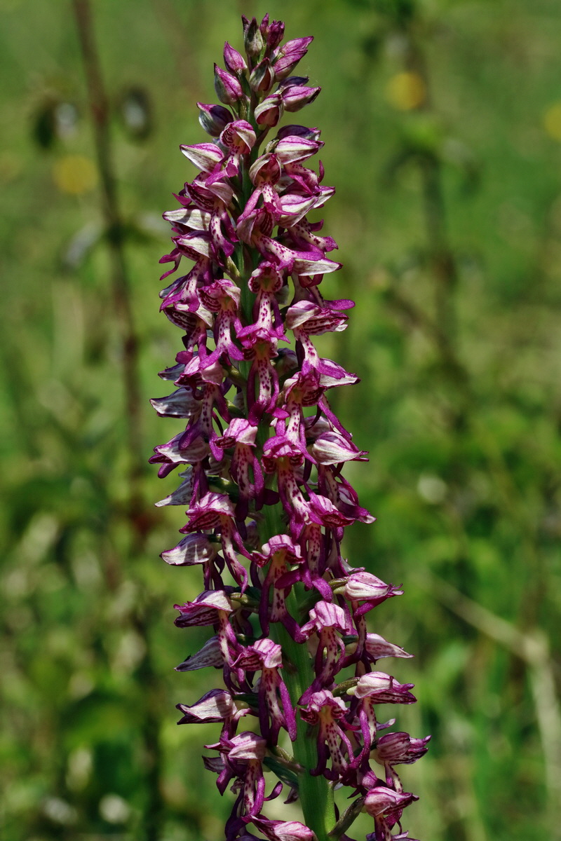 RNA_2017_05_18_5394p_Bildgr��e �ndern