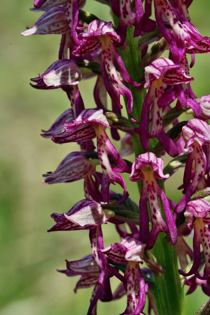 RNA_2017_05_18_5409p_Bildgr��e �ndern