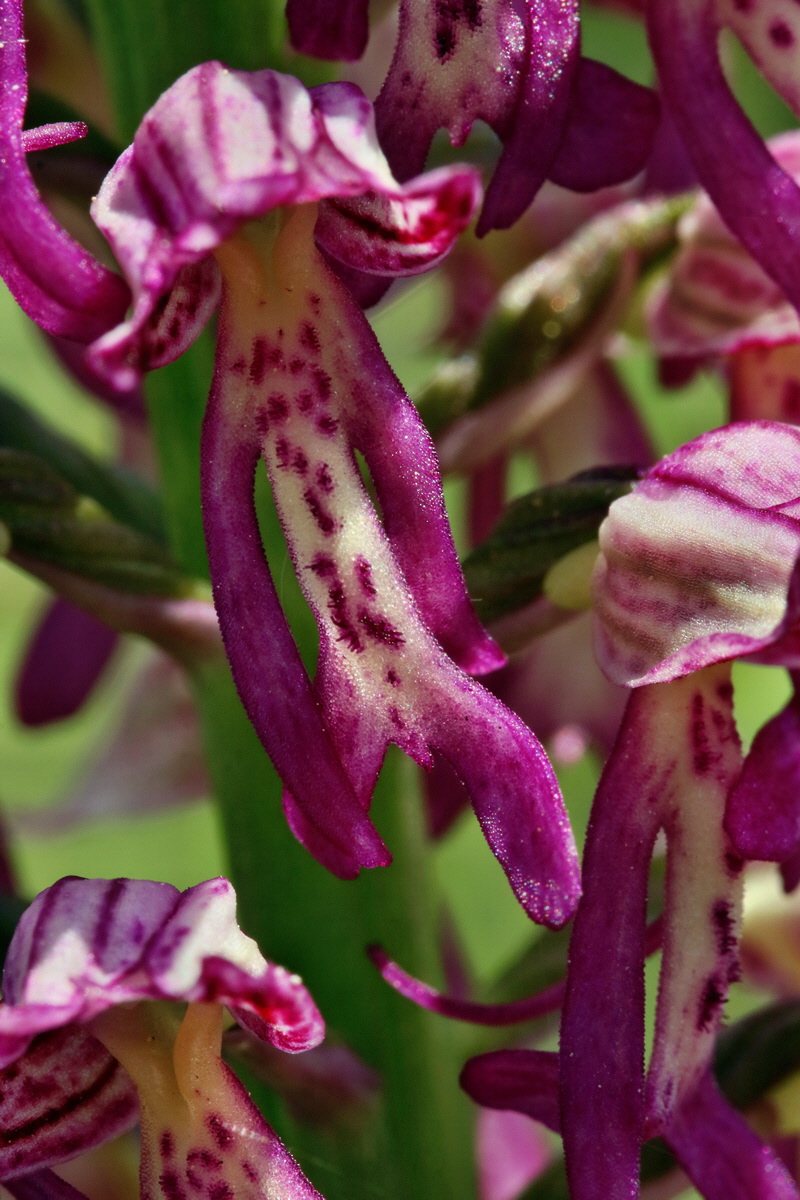 RNA_2017_05_18_5412p_Bildgr��e �ndern