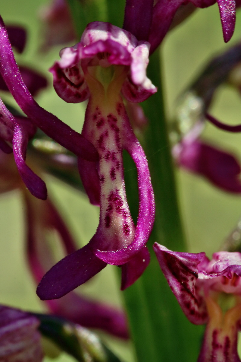 RNA_2017_05_18_5425p_Bildgr��e �ndern