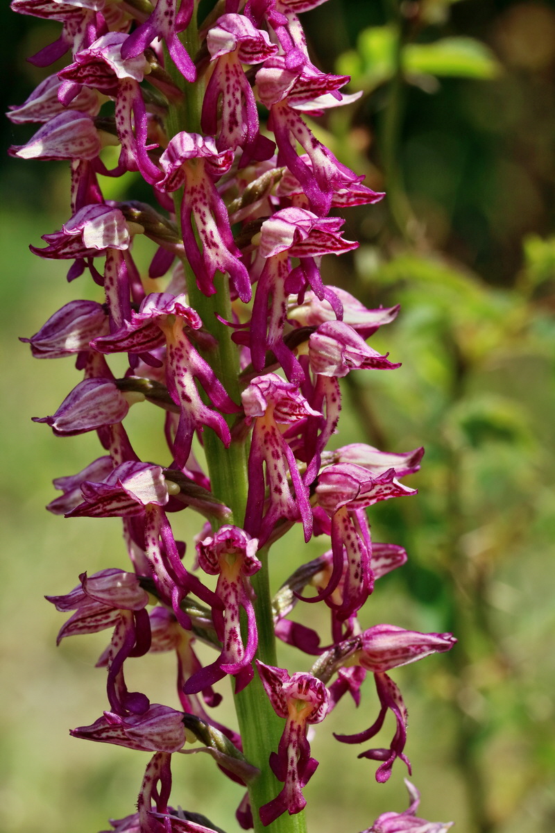 RNA_2017_05_18_5429p_Bildgr��e �ndern