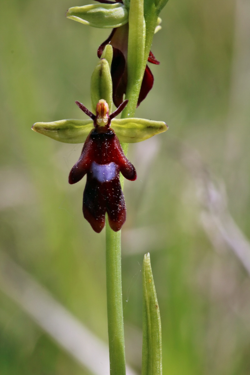 RNA_2017_05_18_5436p_Bildgr��e �ndern