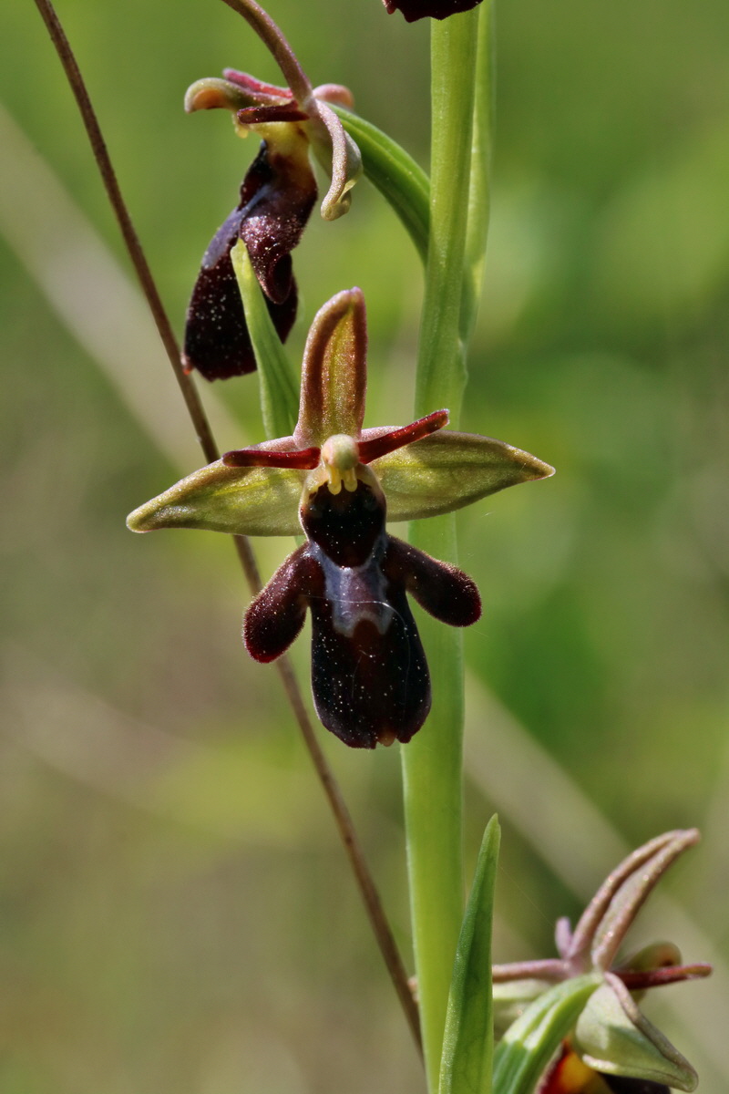 RNA_2017_05_18_5455p_Bildgr��e �ndern