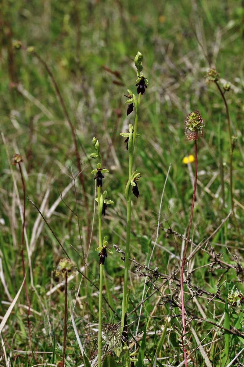 RNA_2017_05_18_5465p_Bildgr��e �ndern