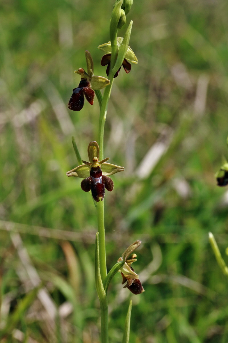 RNA_2017_05_18_5474p_Bildgr��e �ndern