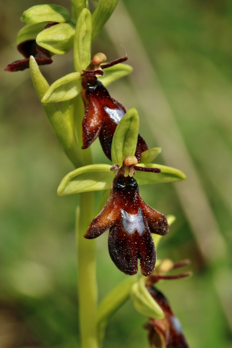 RNA_2017_05_18_5477p_Bildgr��e �ndern