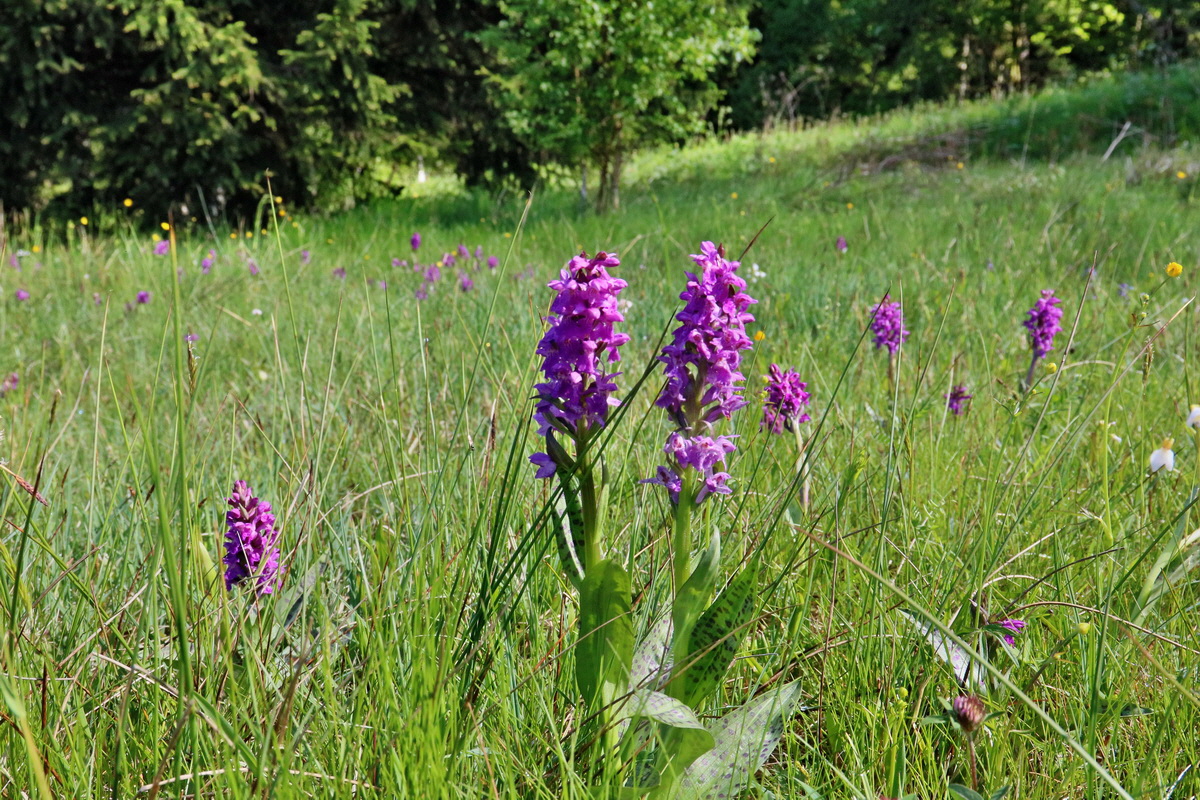 RNA_2017_05_20_5701p_Bildgr��e �ndern