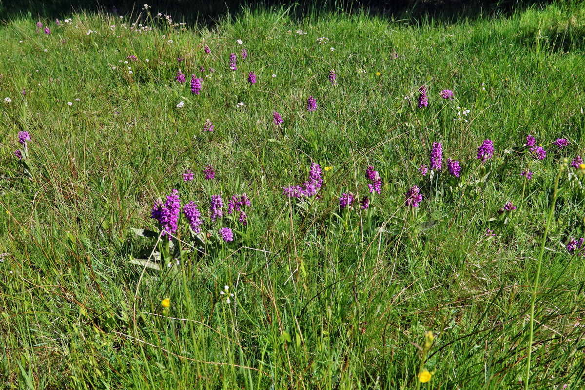 RNA_2017_05_20_5703p_Bildgr��e �ndern