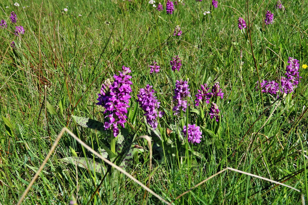 RNA_2017_05_20_5707p_Bildgr��e �ndern