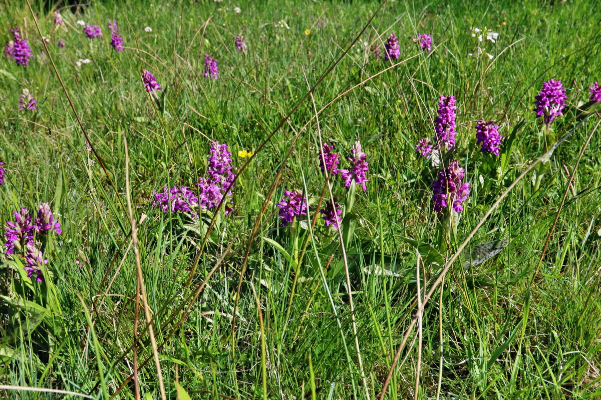 RNA_2017_05_20_5711p_Bildgr��e �ndern