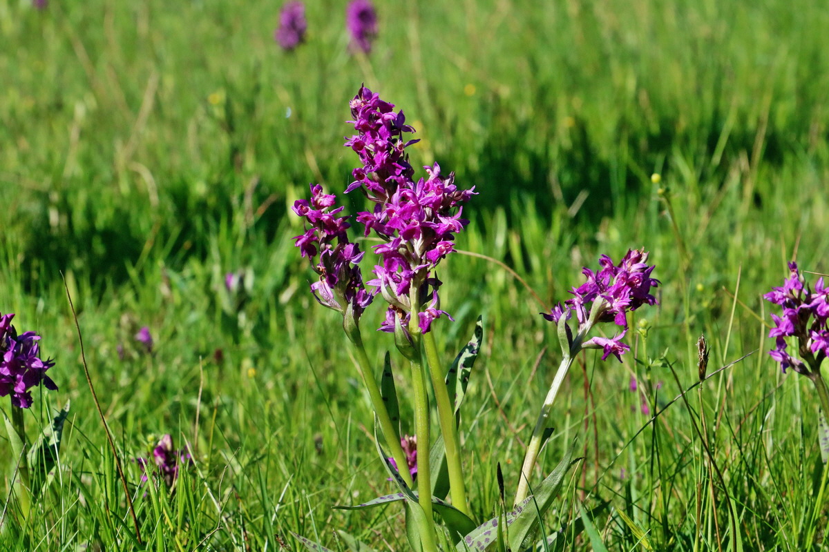 RNA_2017_05_20_5715p_Bildgr��e �ndern