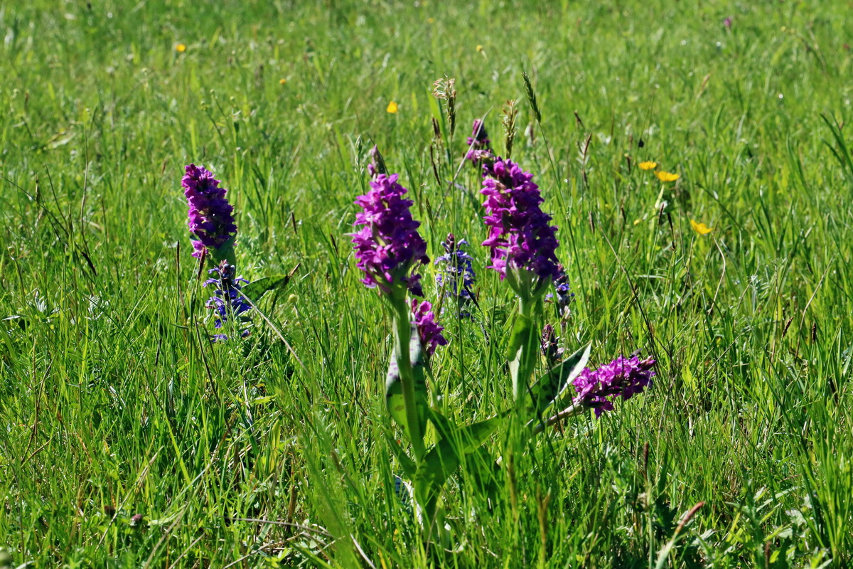 RNA_2017_05_20_5719p_Bildgr��e �ndern