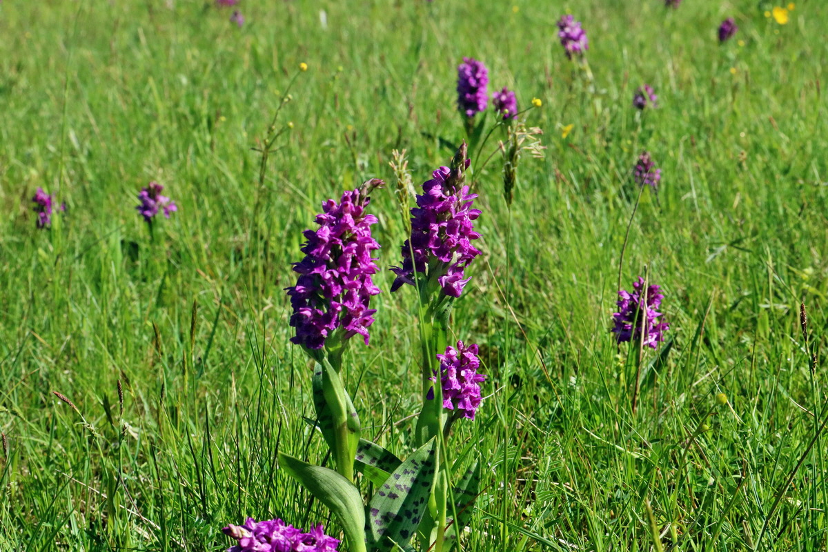 RNA_2017_05_20_5724p_Bildgr��e �ndern