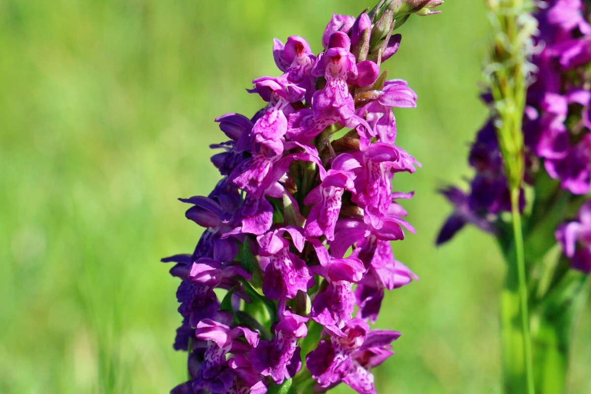 RNA_2017_05_20_5731p_Bildgr��e �ndern