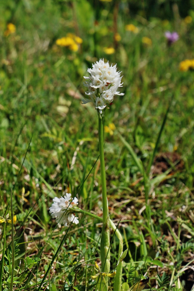 RNA_2017_05_20_5738p_Bildgr��e �ndern