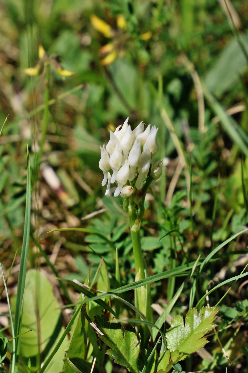 RNA_2017_05_20_5747p_Bildgr��e �ndern