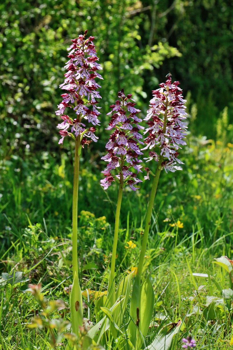 RNA_2017_05_20_5750p_Bildgr��e �ndern