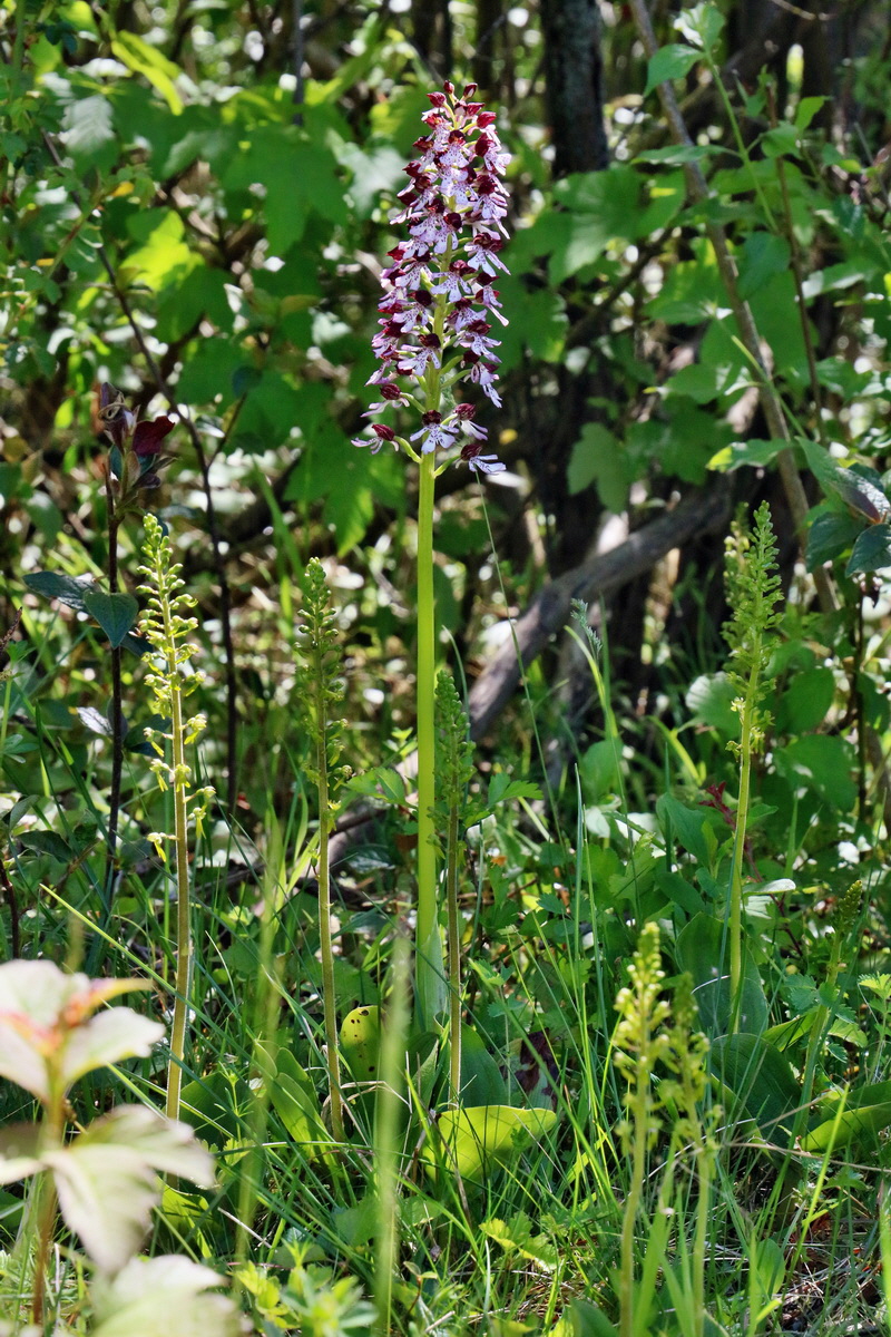 RNA_2017_05_20_5754p_Bildgr��e �ndern