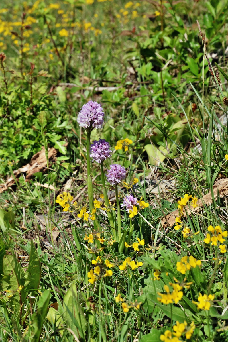 RNA_2017_05_20_5762p_Bildgr��e �ndern