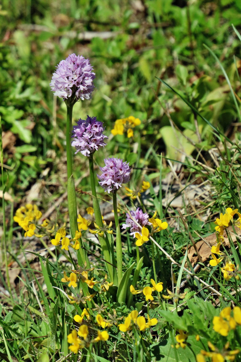 RNA_2017_05_20_5764p_Bildgr��e �ndern