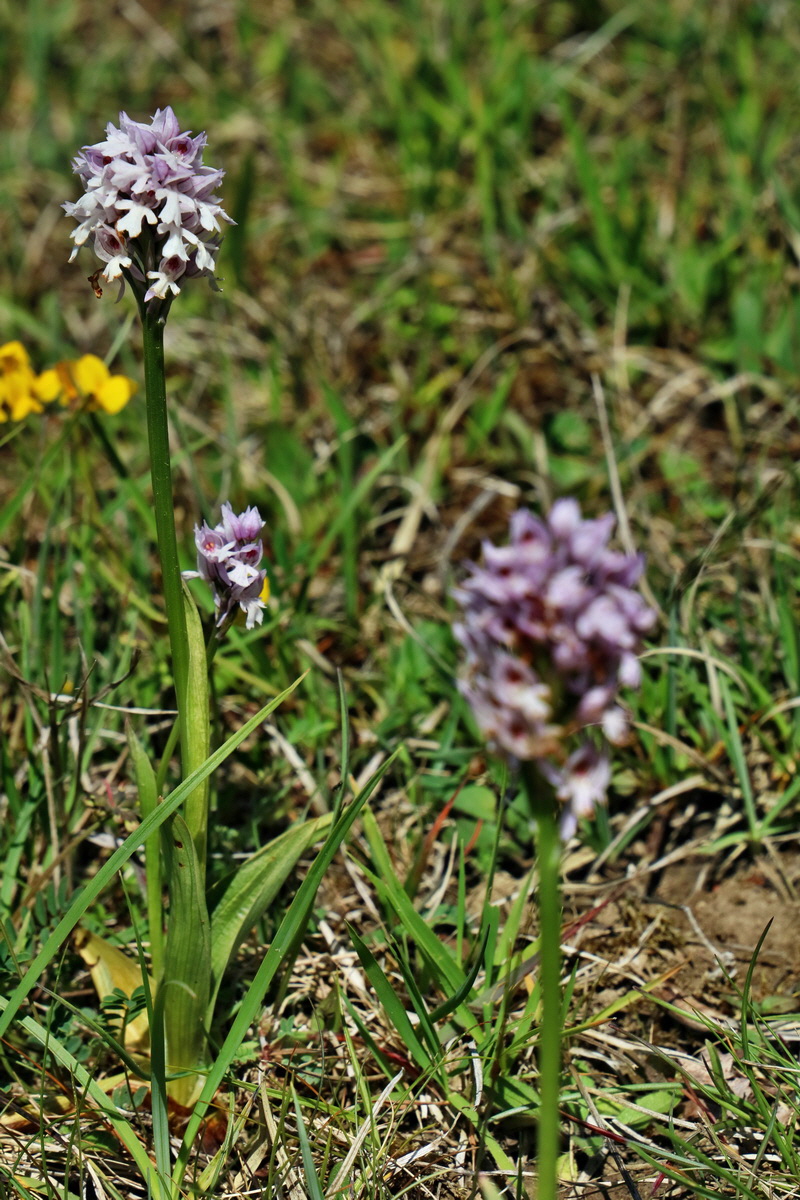 RNA_2017_05_20_5776p_Bildgr��e �ndern