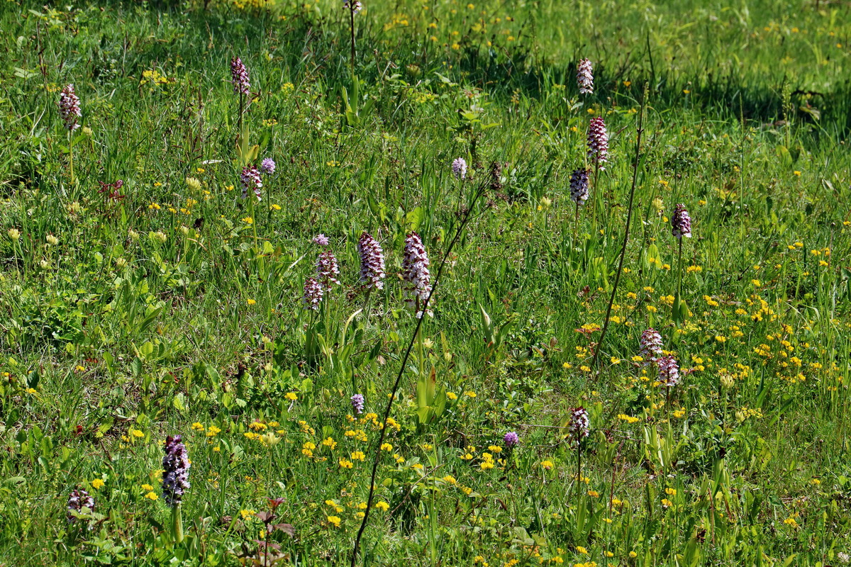 RNA_2017_05_20_5785p_Bildgr��e �ndern