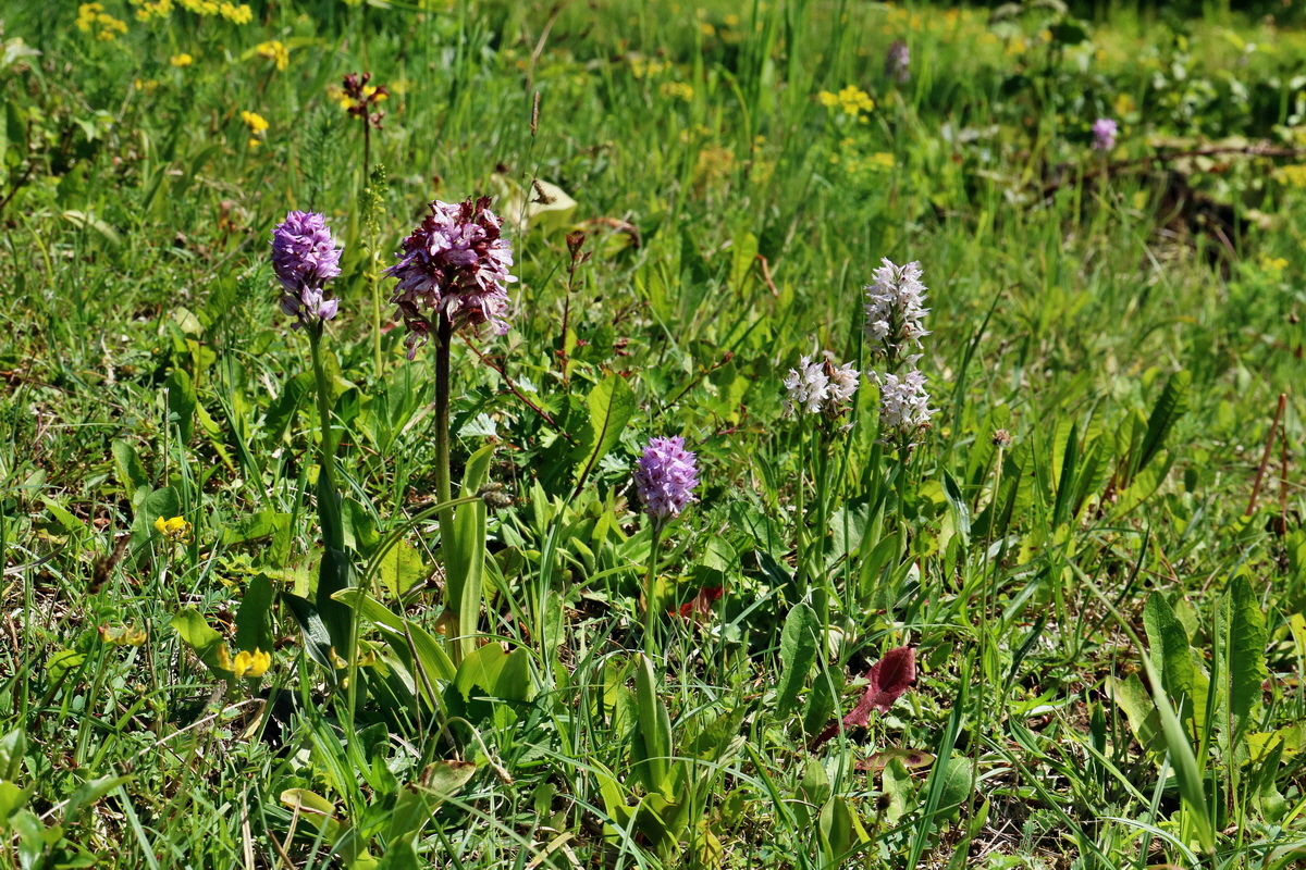 RNA_2017_05_20_5791p_Bildgr��e �ndern