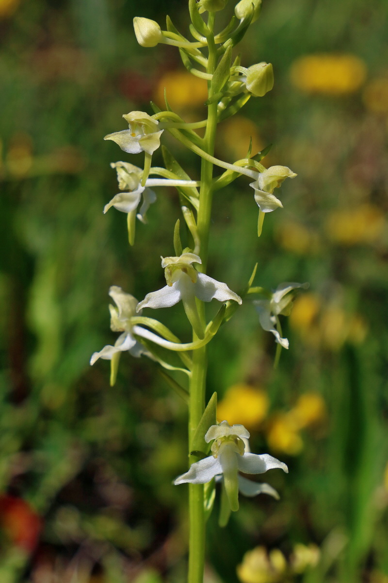 RNA_2017_05_20_5800p_Bildgr��e �ndern