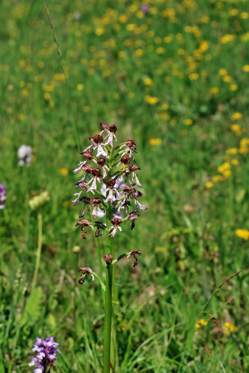 RNA_2017_05_20_5806p_Bildgr��e �ndern