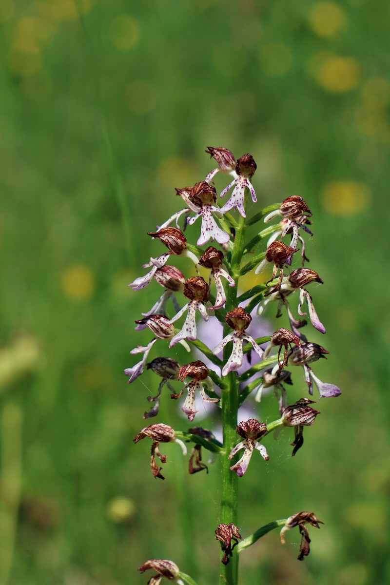 RNA_2017_05_20_5809p_Bildgr��e �ndern