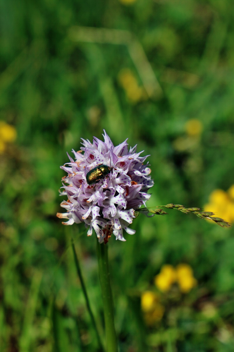 RNA_2017_05_20_5811p_Bildgr��e �ndern