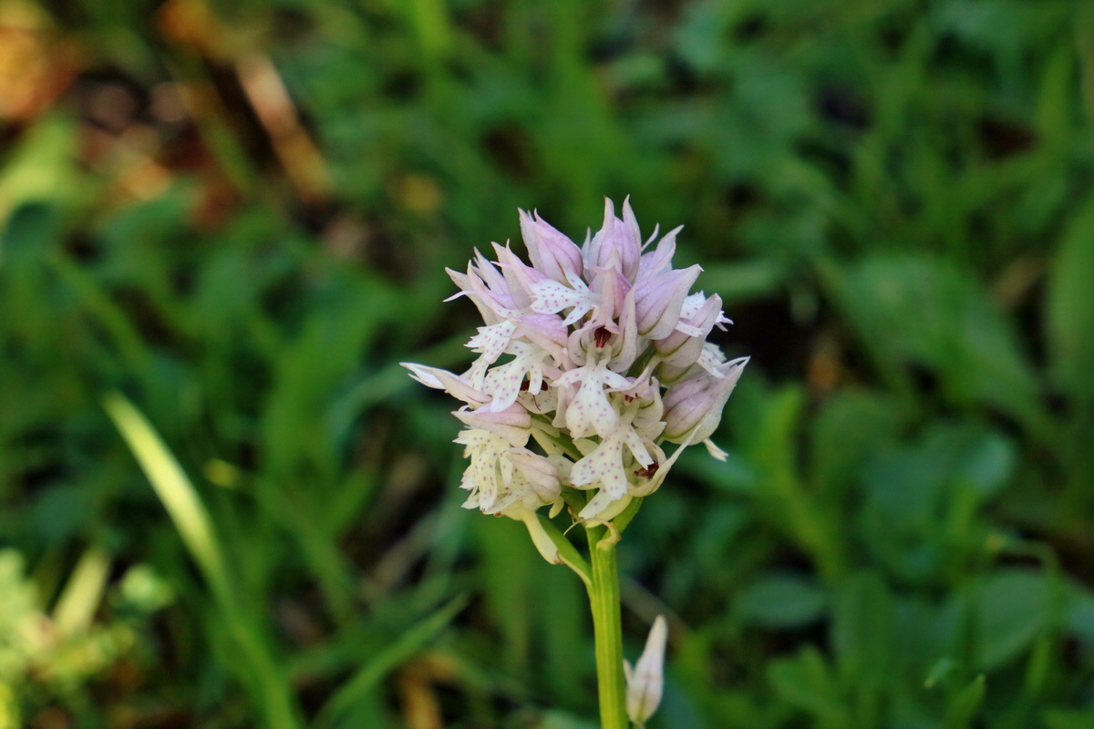 RNA_2017_05_20_5832p_Bildgr��e �ndern